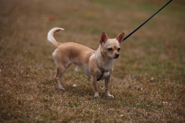 The Future of Electric Cars in the UK: What Innovations Lie Ahead?